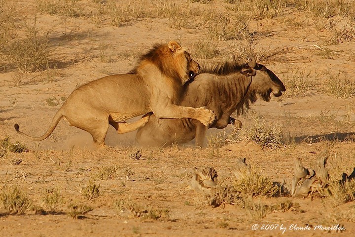 Lion bringing down prey