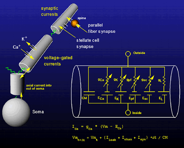 Model of Neural Spike