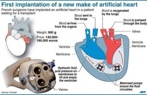 cutaway of heart